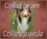 Collieforum 