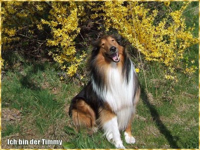 Timmy