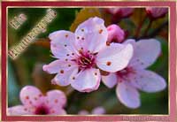 Blumenbilder