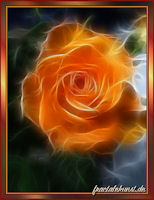 Orange Rose