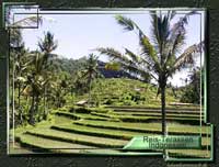 Reis-Terassen in Indonesien
