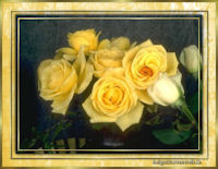 gelbe Rosen