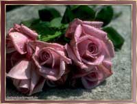 rosa Rosen