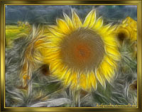 Sonnenblume