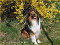 collie Timmy